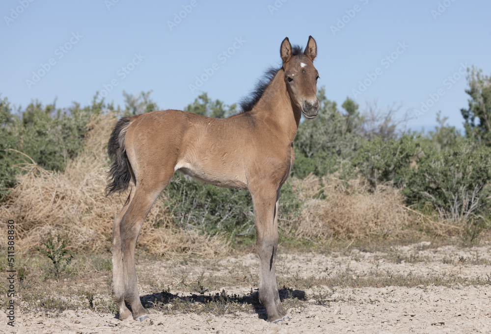 Fototapeta premium Wild Horse Foal in Spring in the Utah Desert