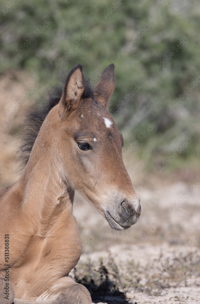 Wild Horse Foal in Spring in the Utah Desert