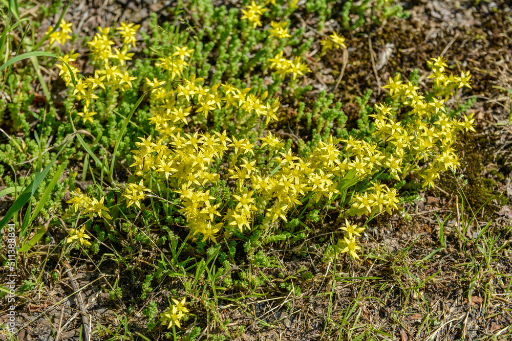 The Sedum acre blossom in nature. The Sedum acre blossom in nature.