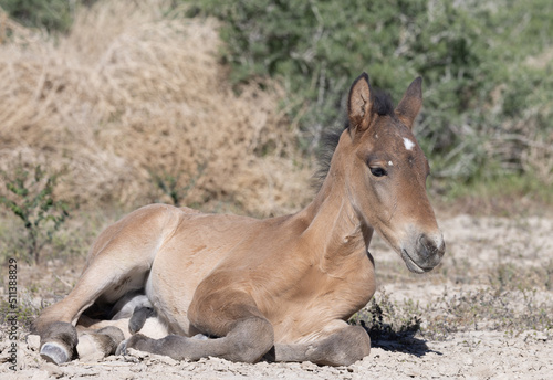 Wild Horse Foal in Spring in the Utah Desert
