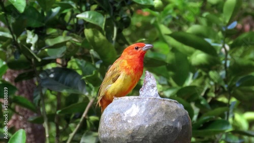 Beautiful orange bird bathing in a garden fountain. The hepatic tanager (Piranga flava), a medium-sized American songbird. photo