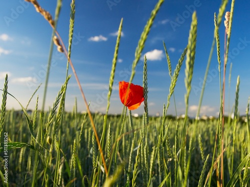 a red poppy flower in a wheat field in the evening