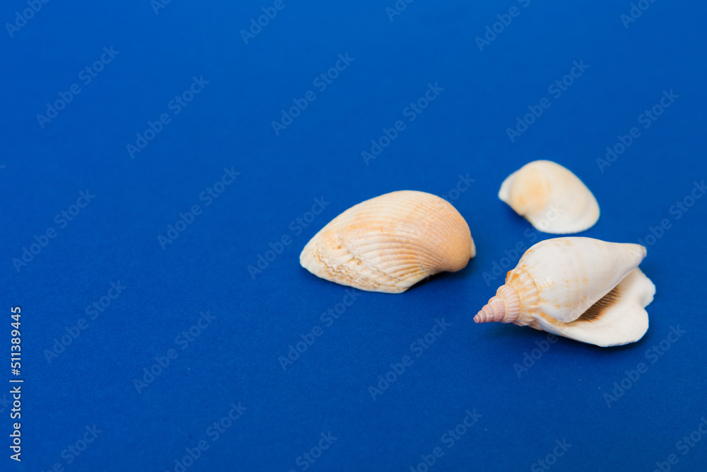 Beach seashells on colored background. Mock up with copy space