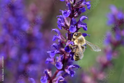 Biene auf blauen Steppensalbeiblüten © christiane65