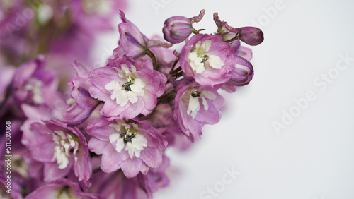 Close-up photo of a purple delphinium branch on a white background,seasonal flowers blooming in the garden.Beautiful natural banner,wedding card.Summer wildflowers,copy space,selective focus.Macro