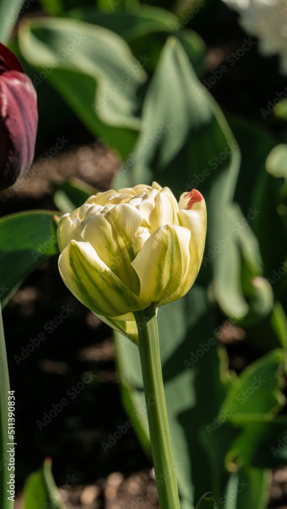 Fototapeta premium a bright tulip. spring flower. floral background for the screensaver