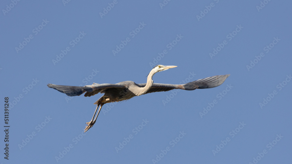 Obraz premium A great blue heron with wings spread and legs still trailing down as it launches into flight in a clear blue sky. 