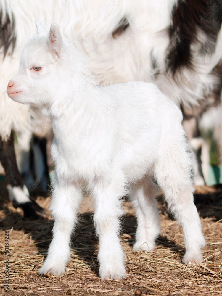 Fototapeta premium OLYMPUS DIGITAL CAMERA