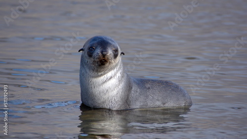 Antarctic fur seal (Arctocephalus gazella) pup in a lagoon at Jason Harbor, South Georgia Island