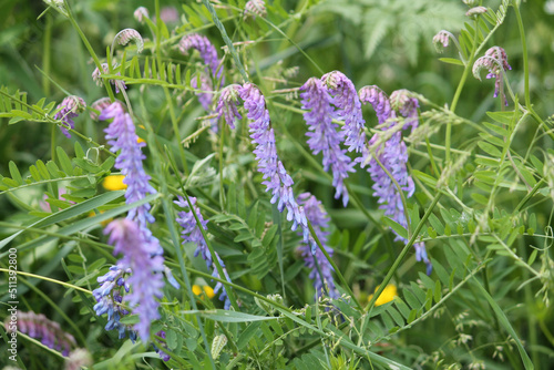 Blue flowers of tufted vetch (Vicia cracca) plant in green summer meadow photo