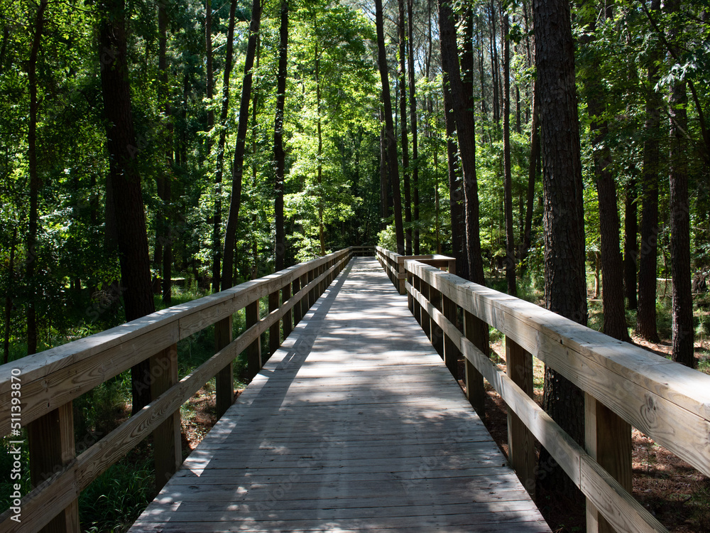 boardwalk in the forest boardwalk in the forest