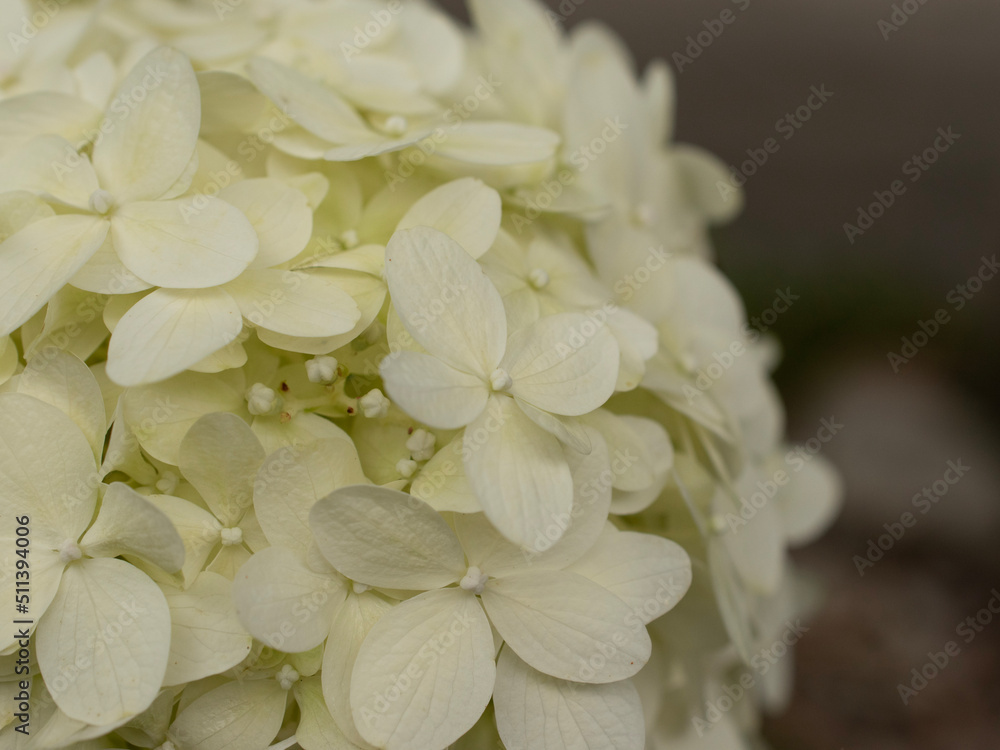 white flowers white flowers