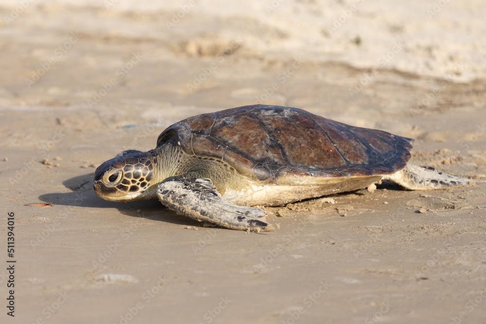 Obraz premium sea turtle entering the water