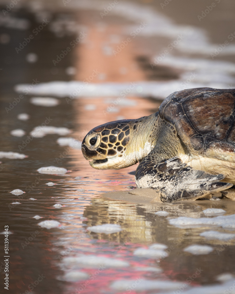 Obraz premium sea turtle entering the water