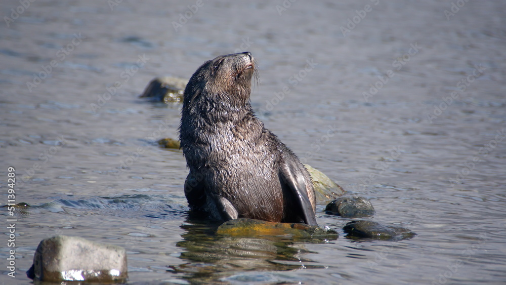 Fototapeta premium Antarctic fur seal (Arctocephalus gazella) pup on a rock in a lagoon at Jason Harbor, South Georgia Island