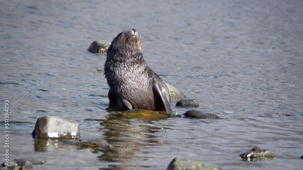 Fototapeta premium Antarctic fur seal (Arctocephalus gazella) pup on a rock in a lagoon at Jason Harbor, South Georgia Island