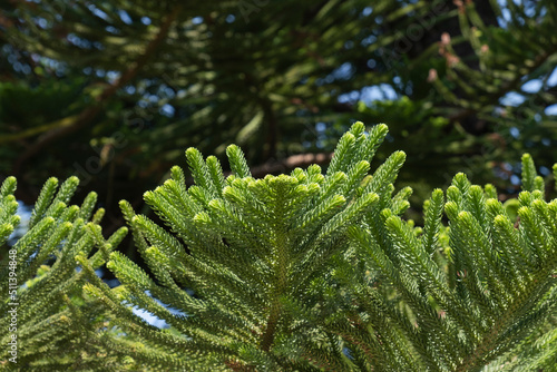 Foliage of an araucaria tree photo