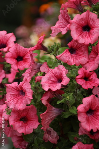 pink bell-shaped flowers