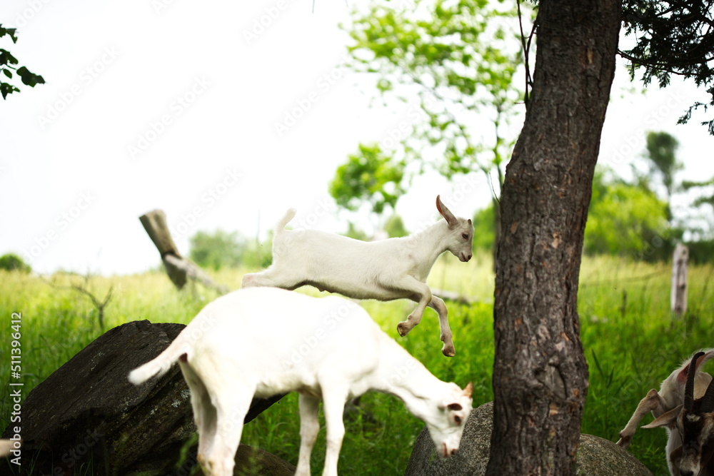 Fototapeta premium Baby goats playing in the barnyard on a small farm in Ontario, Canada.