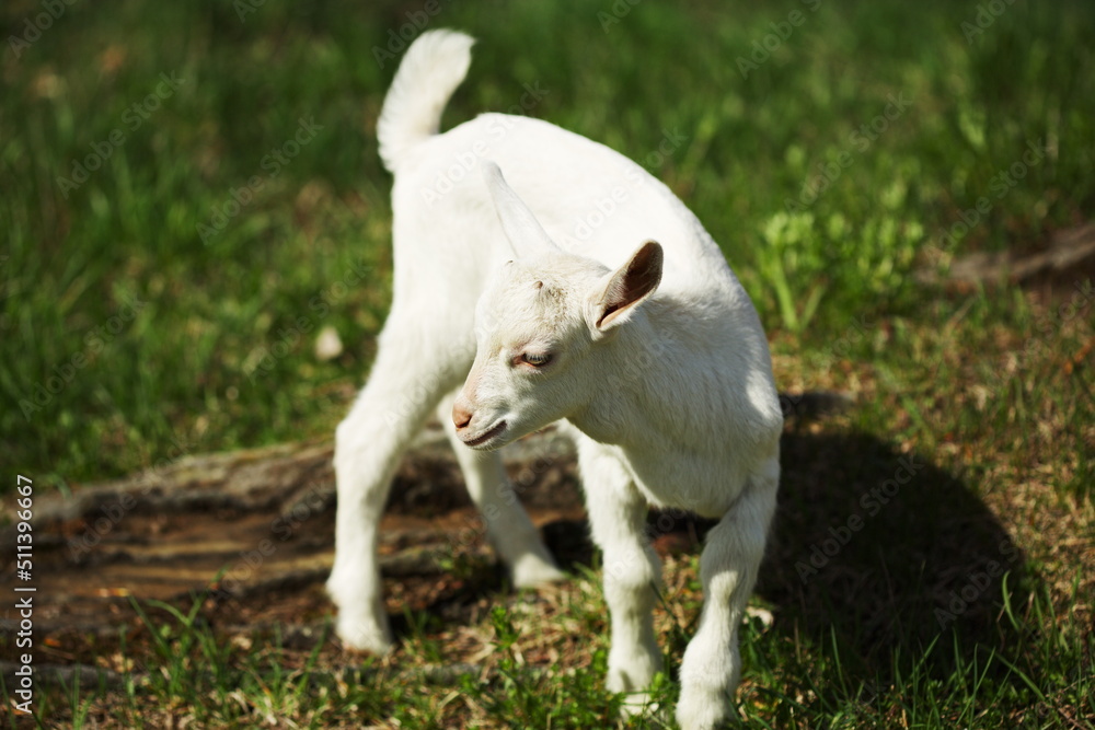 Baby goats playing in the barnyard on a small farm in Ontario, Canada. Baby goats playing in the barnyard on a small farm in Ontario, Canada.