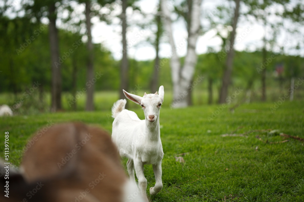 Baby goats playing in the barnyard on a small farm in Ontario, Canada. Baby goats playing in the barnyard on a small farm in Ontario, Canada.