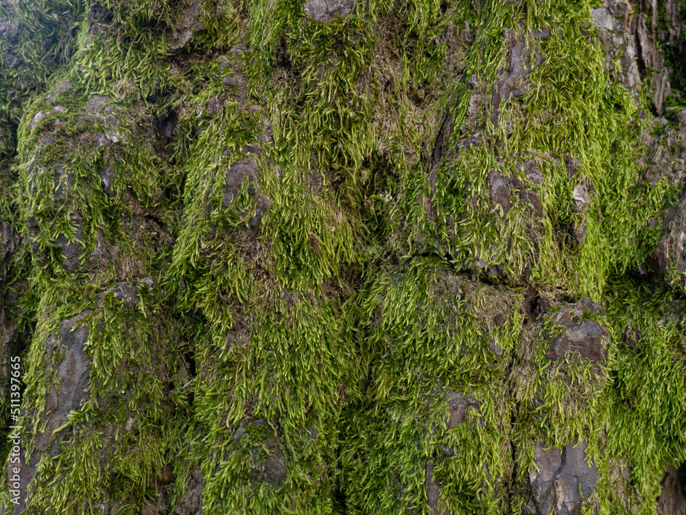 Structure of tree bark in moss. Uneven coverage. Moss on the tree. Background from natural material. Bark close-up. Structure of tree bark in moss. Uneven coverage. Moss on the tree. Background from natural material. Bark close-up.