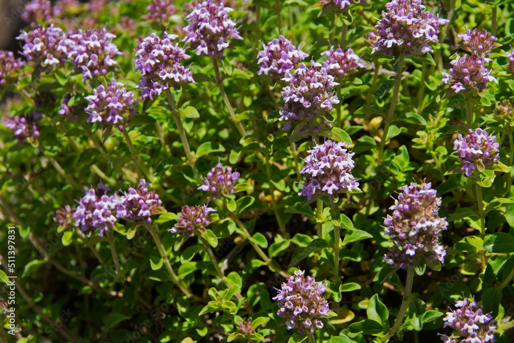 Thymian (Thymus serpyllum), blühend Thymian (Thymus serpyllum), blühend