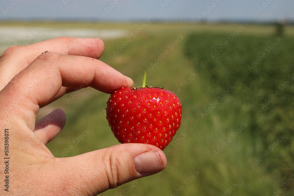 Obraz premium One red strawberry in hand between fingers