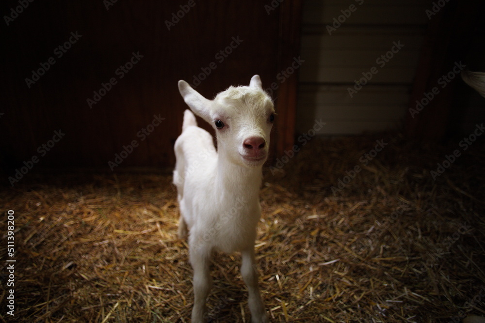 Baby goats playing in the barnyard on a small farm in Ontario, Canada.