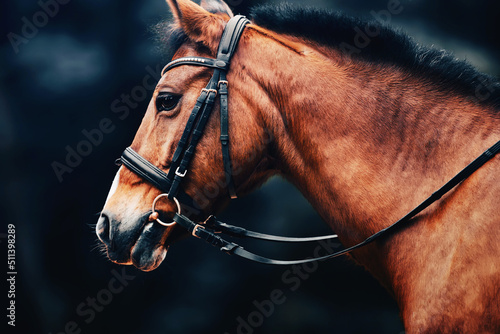 Canvas Print Portrait of a beautiful bay horse with a bridle on its muzzle during evening twilight
