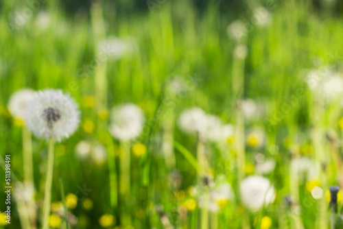 unfocused bright bokeh with puffy dandelions and yellow wild flowers in the meadow