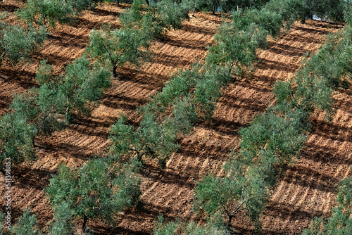 Olive trees in Andalusia, Spain