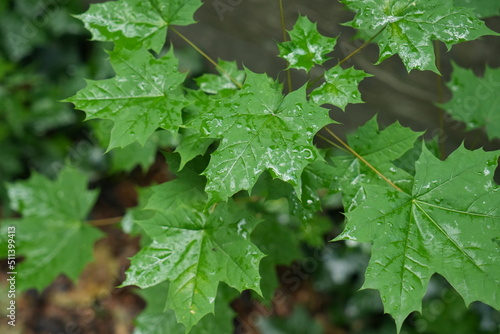 Fototapeta Naklejka Na Ścianę i Meble -  feuille, zieleń, izolowany, roślin, charakter, feuille, biała, galąz, winorośli, drzew, swiezy, liści, gronowy, jary, lato, ziele, dopełnienie, jedzenie, brzoza, makro, flora, narosl, naturalny, gałąz