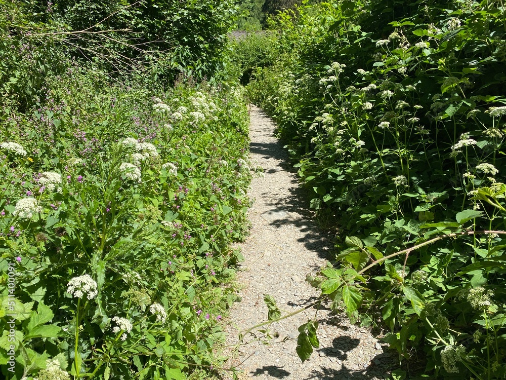 Obraz premium tal der wilden endert, greimersburg, endert, cochem, eifel, wanderweg, deutschlands, feldweg, landwirtschaftlicher verkehr, frühling, sommer, wald, natur, ins grüne, traktor, wald, wiese, weide, natur