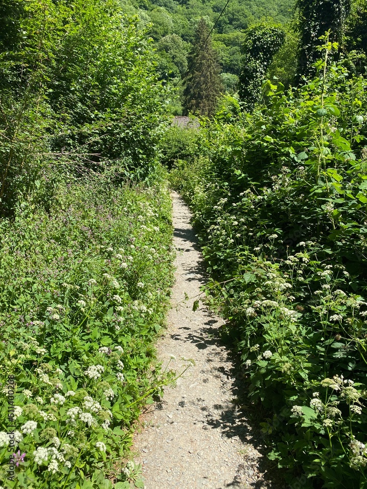 tal der wilden endert, greimersburg, endert, cochem, eifel, wanderweg, deutschlands, feldweg, landwirtschaftlicher verkehr, frühling, sommer, wald, natur, ins grüne, traktor, wald, wiese, weide, natur tal der wilden endert, greimersburg, endert, cochem, eifel, wanderweg, deutschlands, feldweg, landwirtschaftlicher verkehr, frühling, sommer, wald, natur, ins grüne, traktor, wald, wiese, weide, natur