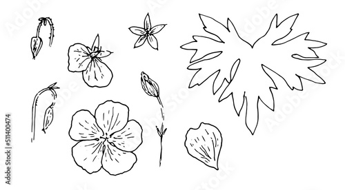 a set of drawings of garden geraniums. collection of botanical illustrations of geranium flowers, leaves and buds,black isolated outline for design template