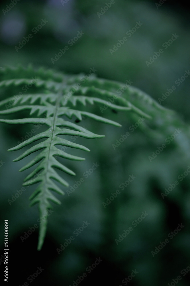 Leaves pattern background, real photo, photo near fern leaves.