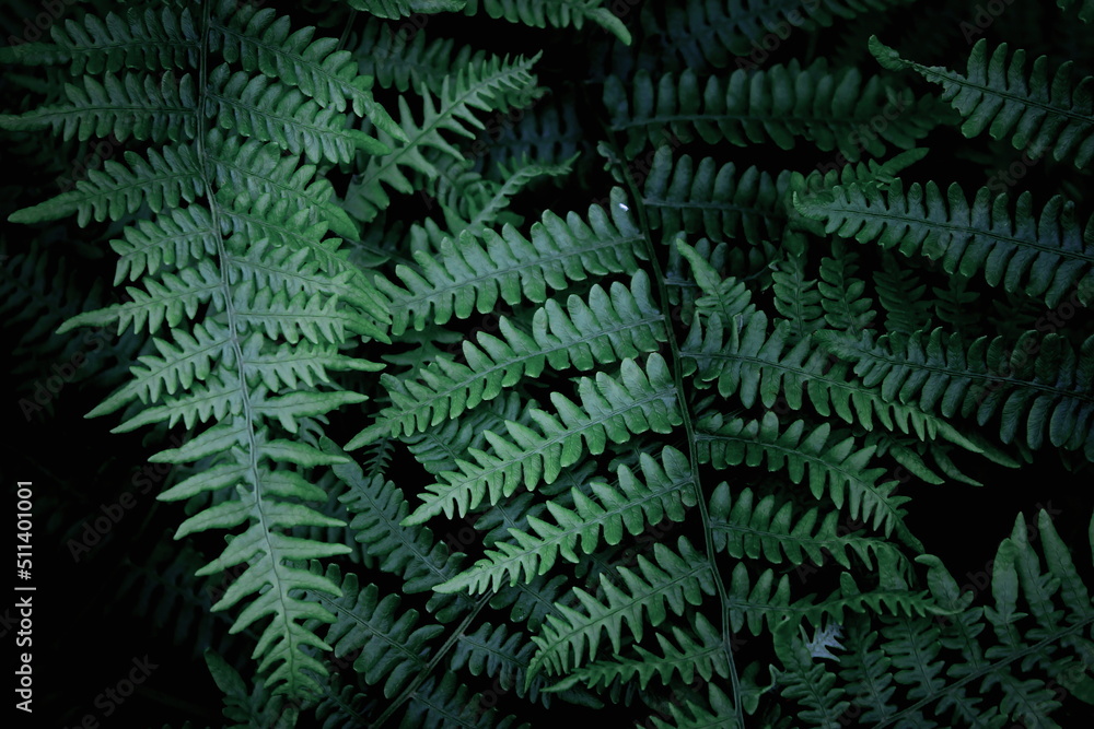 Leaves pattern background, real photo, fern leaves background, top view leaves.