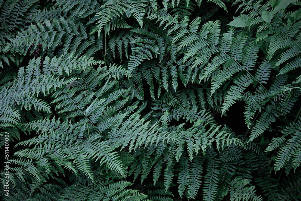 Leaves pattern background, real photo, fern leaves background, top view leaves.