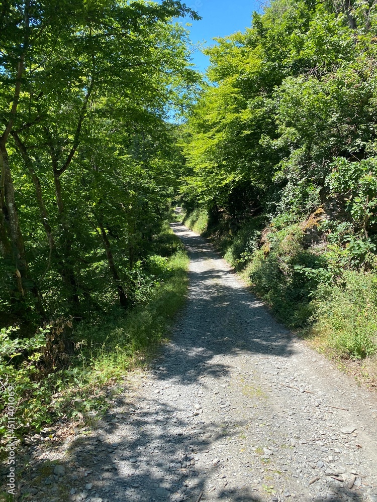 Obraz premium tal der wilden endert, greimersburg, endert, cochem, eifel, wanderweg, deutschlands, feldweg, landwirtschaftlicher verkehr, frühling, sommer, wald, natur, ins grüne, traktor, wald, wiese, weide, natur