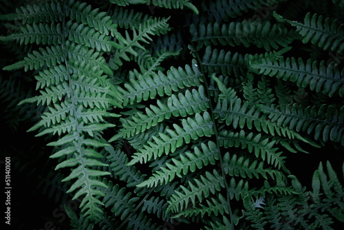 Leaves pattern background, real photo, fern leaves background, top view leaves.