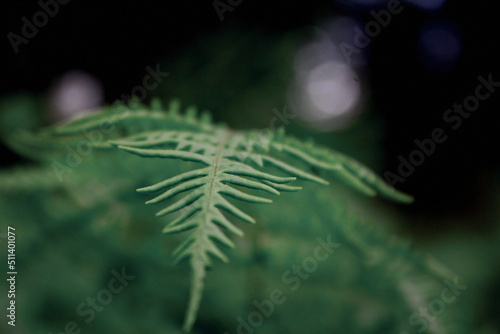 Leaves pattern background  real photo  photo near fern leaves.