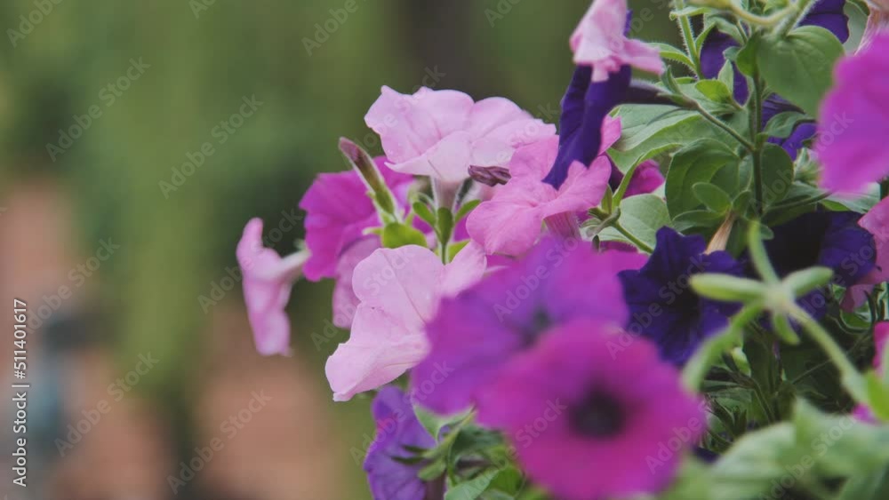 Pink urban flowers background 4k slow motion Pink urban flowers background 4k slow motion