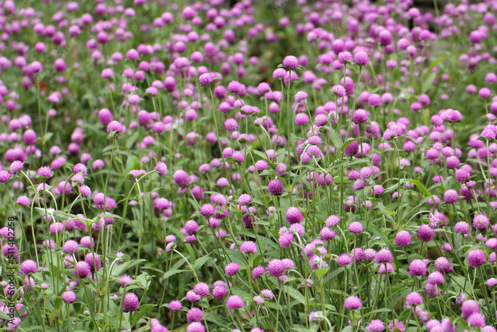 Flowers, trees, and shrubs of the Eastern U.S.