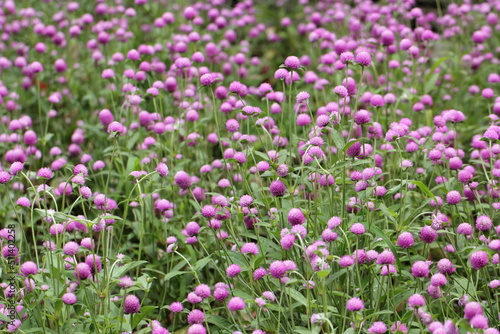 Flowers, trees, and shrubs of the Eastern U.S.