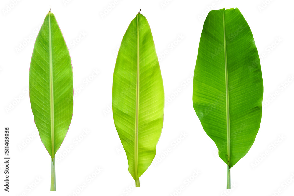 Obraz premium banana leaves on a white background