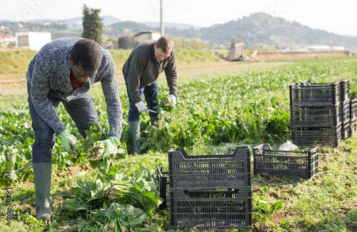 Fototapeta Men horticulturists picking harvest of green spinach in garden outdoor