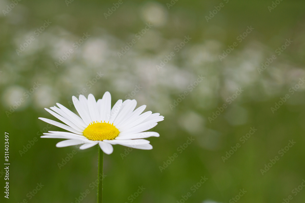 fresh daisy in the meadow with blurred background fresh daisy in the meadow with blurred background