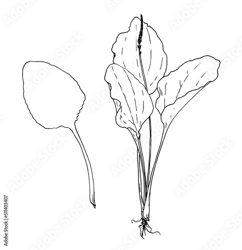plantain plant and leaf, botanical sketch isolated black line elements for design template natural medicinal plants