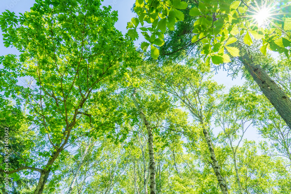 Fototapeta premium green leaves and sun